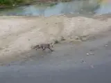 Un zorro desorientado se pasea por el Manzanares, en pleno Madrid Río
SANTIAGO M. BARAJAS
14/12/2021
