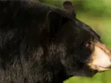 "El oso más grande nunca visto", captado en vídeo