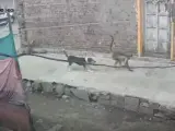 Una cámara de seguridad capta a un perro enfrentándose a un mono agresivo en Majalgaon, India.