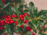 El acebo es otra de las plantas por excelencia de la Navidad.