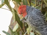 Un pájaro de la zona sureste de Australia.