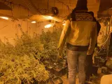 Sucesos.- Detenido por albergar en su domicilio de Torrent un laboratorio de marihuana con casi 350 plantas
