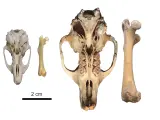 Tamaño relativo de un cráneo y fémur de la rata de la hierba africana (izquierda) y cráneo y fémur de C. Bravoi (derecha). INSTITUT CATALÁ DE PALEONTOLOGÍA 23/12/2021