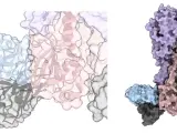 Un nuevo conjunto de anticuerpos (azul y gris) que pueden neutralizar la gripe al unirse a la región de anclaje de la HA de la gripe (rosa y morado).