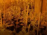 Cinco detenidos por cultivar más de mil plantas de marihuana en chalés de lujo de Madrid y Guadalajara
POLICÍA NACIONAL
(Foto de ARCHIVO)
27/9/2021