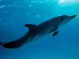Un delfín.