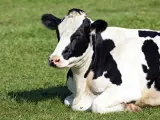 Los animales producen más leche al creer que se encuentran al aire libre.