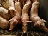 Cerdos en una explotación ganadera.
