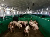Varios cerdos se amontonan en una porqueriza en una granja intensiva en Segovia.