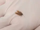 La pequeña cucaracha que le extrajeron al paciente.