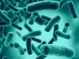 La bacterias que viven en el intestino forman la microbiota natural de los seres vivos