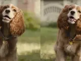 Perro real y perro hecho por efectos visuales para 'La dama y el vagabundo'.