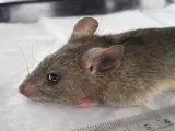 Mastomys natalensis, roedor que transmite la fiebre de Lassa