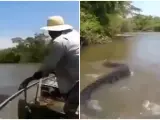 Pescador luchando contra anaconda.