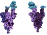 Estructura atómica de la proteína de espiga de la variante ómicron (púrpura) unida al receptor humano ACE2 (azul).