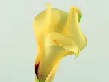 Foto al detalle de una flor de lirio.