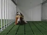 una treintena de cachorros de perros 'beagle', que podrían acabar sacrificados, en un proyecto de investigación farmacológico del laboratorio Vivotecnia.