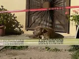 El perro que supuestamente pertenecía a la periodista mexicana asesinada en Tijuana Lourdes Maldonado, junto a la casa de la informadora fallecida.