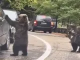 El oso chocando los cinco al conductor.