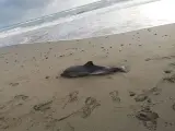 Delfin varado en una playa en Estepona.