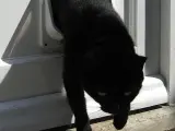 Un gato saliendo por una gatera.