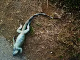Iguana congelada en el suelo.