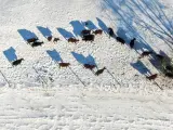 Un grupo de vacas pasta sobre un campo helado en Hebron, Illinois (EE UU). La zona ha soportado temperaturas de hasta -18 ºC como consecuencia de un 'ciclón bomba' invernal.
