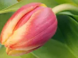 Imagen al detalle de un flor de tulipán.