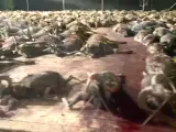 Ecologistas en Acción de Córdoba denuncia lo que considera una “orgía de sangre y muerte” y además que la macrocacería no se realizó en campo abierto sino en una finca cerrada, sin posibilidad de escape para los animales.