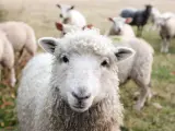Las ovejas son una especie especialmente vulnerable a la fiebre del Valle del Rift.