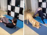 Magnus, el perro que hace las posturas de yoga junto a su dueña.