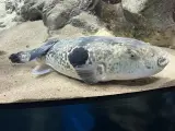 Un pez fugu en un tanque.