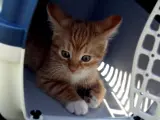 Un gato metido en un transportín.