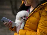 Una mujer pasea con su perro en brazos mientras mira el m&oacute;vil.