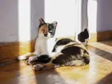 Briana es una gata cari&ntilde;os y juguetona que busca su hogar definitivo. M&aacute;s informaci&oacute;n en adopciones@madridfelina.com