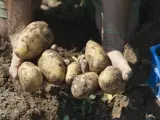 Un hombre recoge patatas en un huerto.