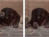Un orangután utiliza una herramienta de piedra.