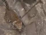 El tenso y peligroso rescate que salvó la vida de un feroz leopardo