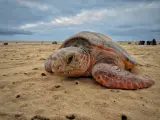 Una tortuga en Cabo Verde.