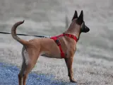 Un perro durante un paseo con un arnés antitirones.