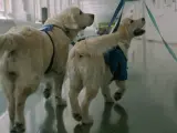 Varios de los perros en el hospital.