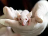 Imagen de archivo de un ratón de laboratorio.