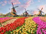 En la lista de los campos de flores más espectaculares del mundo no puede faltar Keukenhof, el icónico jardín de tulipanes de los Países Bajos. Pasear entre sus lagos, molinos y bosques es una de las experiencias más reservadas por los turistas en esta época del año. Los jardines se encuentran en Lisse, pero es posible visitarlos desde Ámsterdam, Róterdam o La Haya tanto por libre como en excursiones organizadas