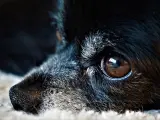 El ojo de un perro fotografiado de cerca.