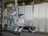 Diseñan una cabra robot capaz de transportar personas.