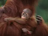 Sumatran Orang utan mother with baby (Pongo abelii) Gunung Leuser NP, Sumatra, Indonesia