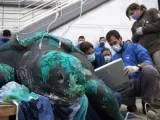 Fallerce la tortuga laúd de 230 kilos tras ser devuelta al mar en Cartagena