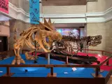 Fósiles Pokémon en el Museo Nacional de Naturaleza y Ciencia de Japón.
