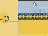 Científicos del CSIC han descubierto el mecanismo que gobierna la división celular del estafilococo dorado (una de las superbacterias más letales), un hallazgo que ayudará a desarrollar aplicaciones biomédicas para frenar la propagación de esta bacteria resistente a los antibióticos.