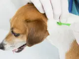 Un veterinario quitándole una garrapata a un perro.